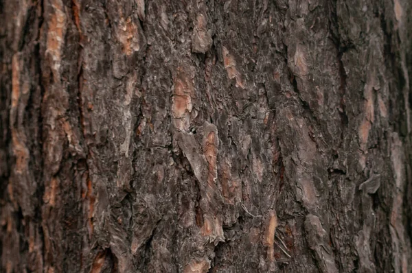 Textura Casca Madeira Árvore Natal Imagem — Fotografia de Stock