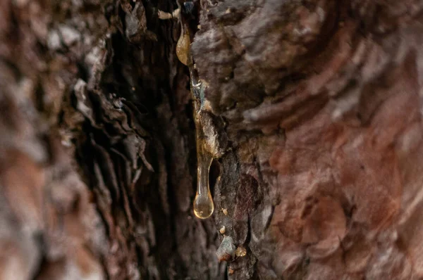 Drop Resin Bark Pine Tree Photo — Stock Photo, Image