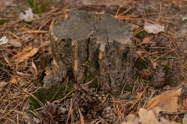 Souche Dans Forêt Parmi Les Aiguilles Paysage — Photo