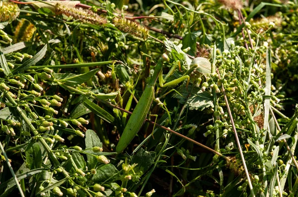 Praying Mantis Green Grass Composition — Stock Photo, Image