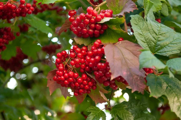 Bahçede küçük bir viburnum çalısı