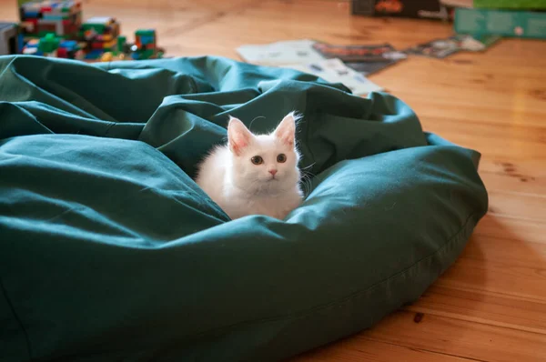 Primer Plano Retrato Gato Doméstico — Foto de Stock