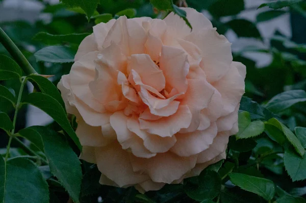 Rózsa Virág Bokor Zöld Levelek — Stock Fotó