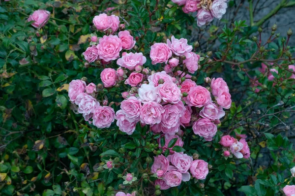 Трояндовий Квітковий Кущ Зеленим Листям — стокове фото