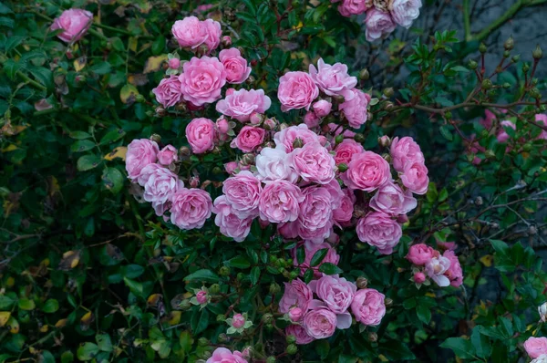 Rosenblütenstrauch Mit Grünen Blättern — Stockfoto