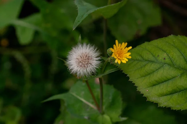 Florescendo Branco Amarelo Dandelion Flores Macro — Fotografia de Stock