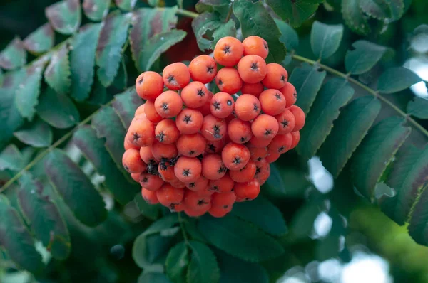 Baies Rouges Arbre Sur Jardin — Photo