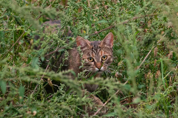 Chasse Chat Caché Dans Herbe Gros Plan — Photo