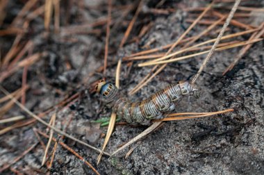Bir kayanın üzerindeki yeşil çekirgenin yakın çekimi.