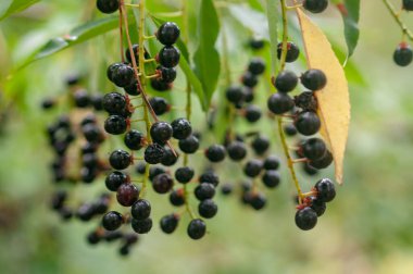 Siyah frenk üzümü meyve bahçesinde bir Bush