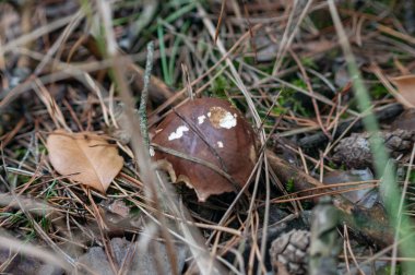 Mantarlar orman zemininde iğne ve çim makroyla yakın plan çekimde.