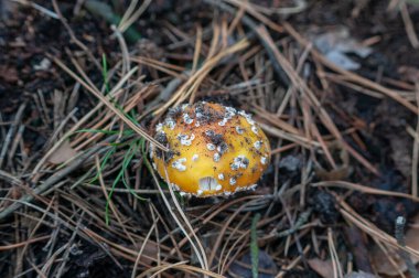 Mantarlar orman zemininde iğne ve çim makroyla yakın plan çekimde.