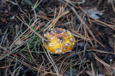 Mantarlar orman zemininde iğne ve çim makroyla yakın plan çekimde.