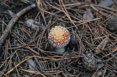 Mantarlar orman zemininde iğne ve çim makroyla yakın plan çekimde.
