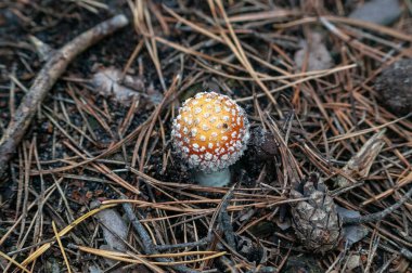 Mantarlar orman zemininde iğne ve çim makroyla yakın plan çekimde.