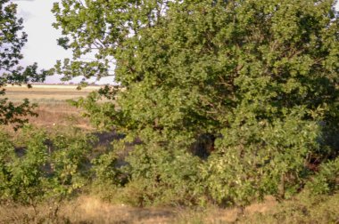 Parkta ağaçlar ve çalılar Doğa manzarası