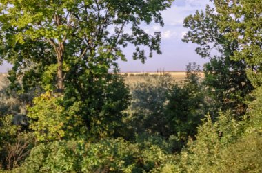 Parkta ağaçlar ve çalılar Doğa manzarası