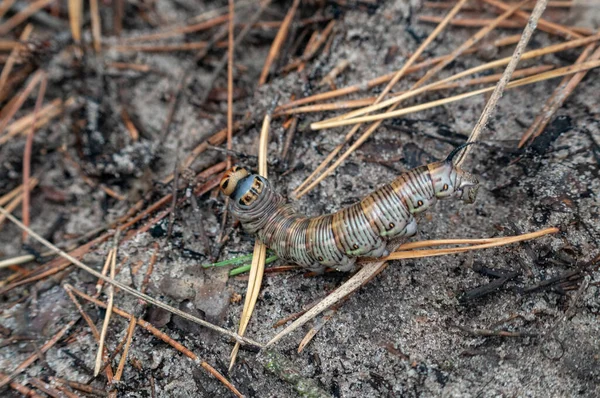 Yeşil böcek, görüntüyü kapat