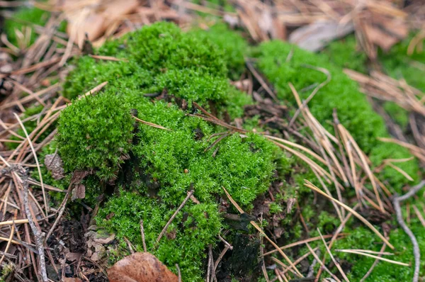 Chão Floresta Com Folhas Macro Musgo Verde — Fotografia de Stock