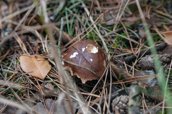 Mantarlar orman zemininde iğne ve çim makroyla yakın plan çekimde.