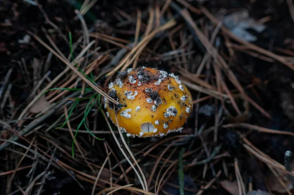 森林地面上的蘑菇 带有针头和草的宏观特写 — 图库照片