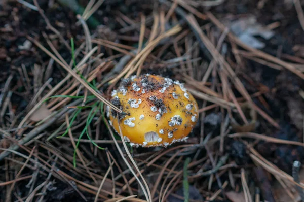 森林地面上的蘑菇 带有针头和草的宏观特写 — 图库照片