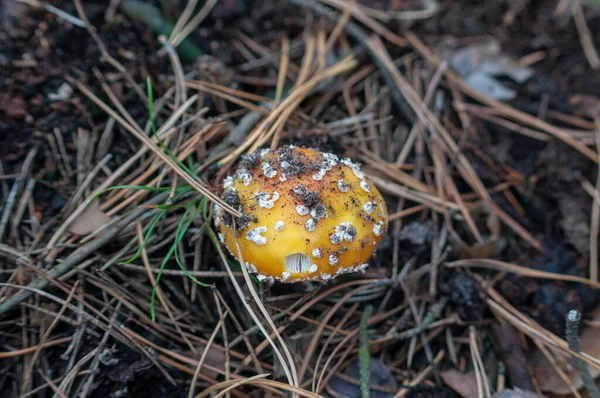 Mantarlar orman zemininde iğne ve çim makroyla yakın plan çekimde.