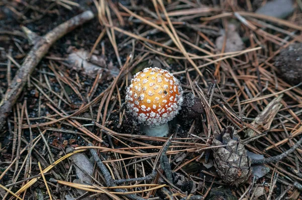 Mantarlar orman zemininde iğne ve çim makroyla yakın plan çekimde.