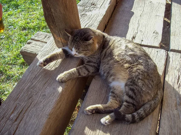 Porträt Der Hauskatze Aus Nächster Nähe — Stockfoto