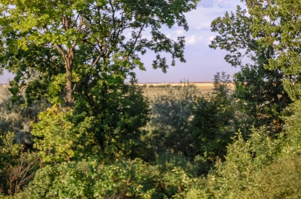 Parkta ağaçlar ve çalılar Doğa manzarası