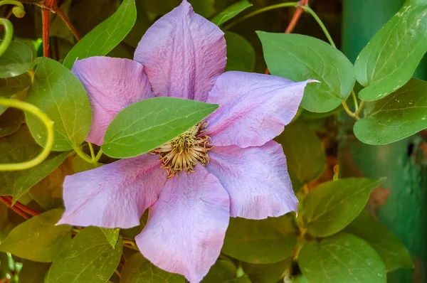 Çiçek açan bitkiler yakın çekim makro bileşimi