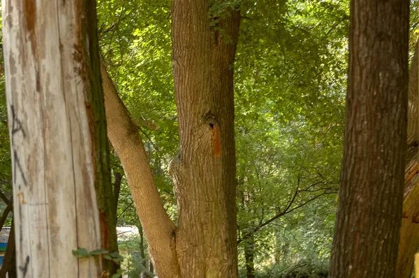 Деревья Кустарники Парке — стоковое фото
