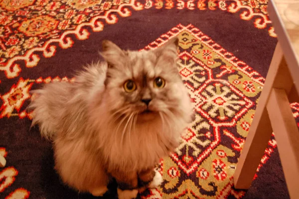 Evcil kedi portresi.