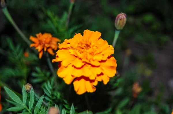 Cor Brilhante Flor Macro Close Composição — Fotografia de Stock