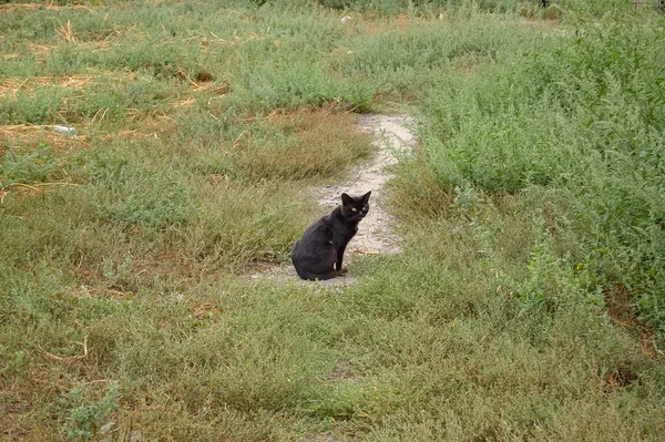 Portrait Chat Domestique Gros Plan Animal — Photo