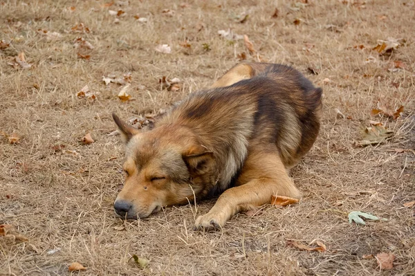 Portret Van Een Hond Met Achtergrond Close — Stockfoto