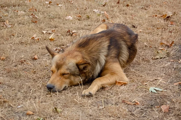 Arka planda yakın plan çekilmiş bir köpeğin portresi