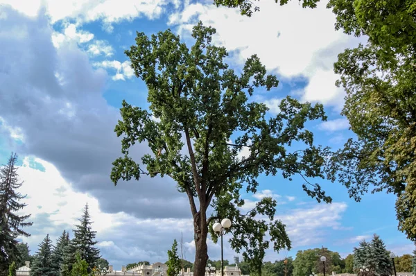 Parkta Ağaçlar Çalılar Doğa Manzarası — Stok fotoğraf