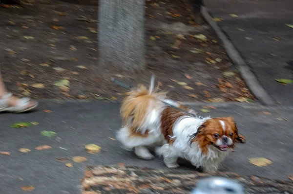 Porträt Eines Hundes Nahaufnahme — Stockfoto