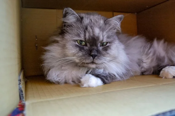 Retrato Cerca Composición Doméstica Del Gato — Foto de Stock