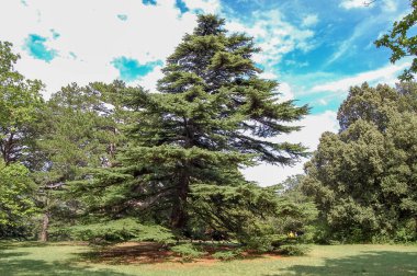 Parkta ağaçlar ve çalılar Doğa manzarası