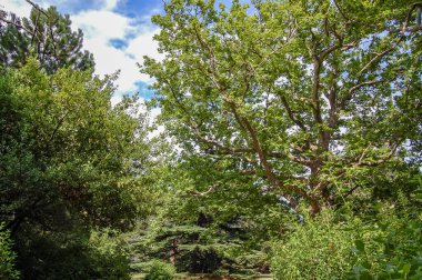 Parkta ağaçlar ve çalılar Doğa manzarası