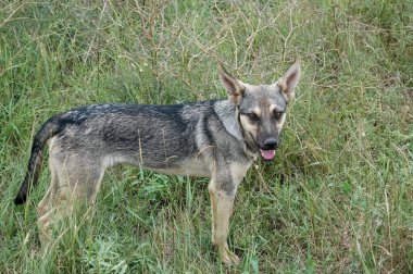 Arka planda yakın plan çekilmiş bir köpeğin portresi
