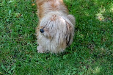 Bir köpeğin yakın plan kompozisyonu portresi