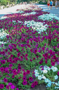 Park kompozisyonu manzarasında açan çiçekler.