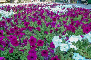 Park kompozisyonu manzarasında açan çiçekler.