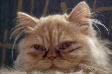 Evcil kedi kompozisyonunun yakın plan portresi