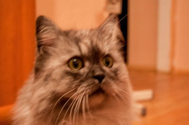 Evcil kedi kompozisyonunun yakın plan portresi