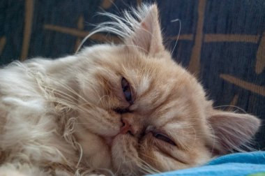 Evcil kedi kompozisyonunun yakın plan portresi