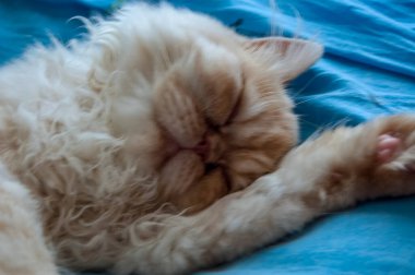 Evcil kedi kompozisyonunun yakın plan portresi